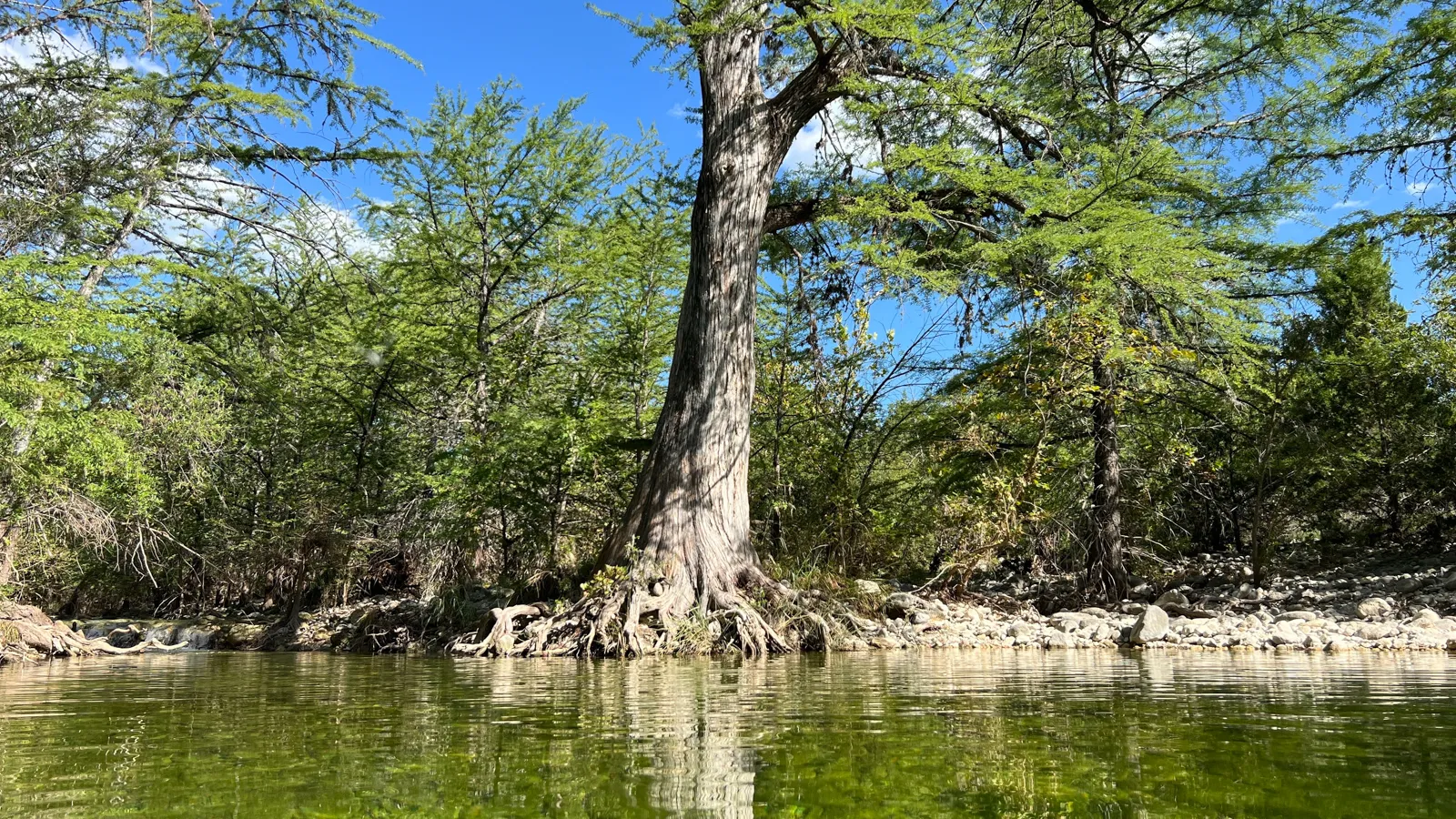 large tree next to river