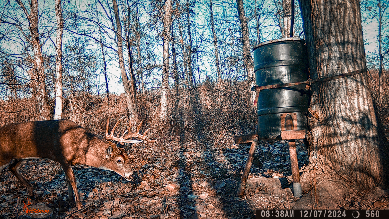 elk next to feeder
