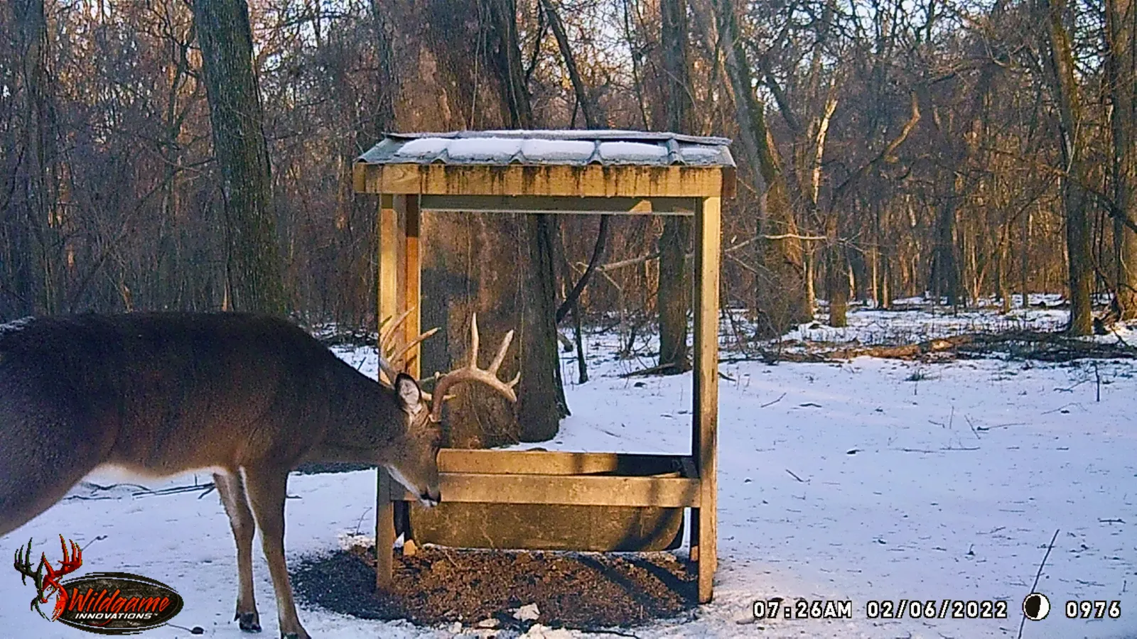 elk next to feeder