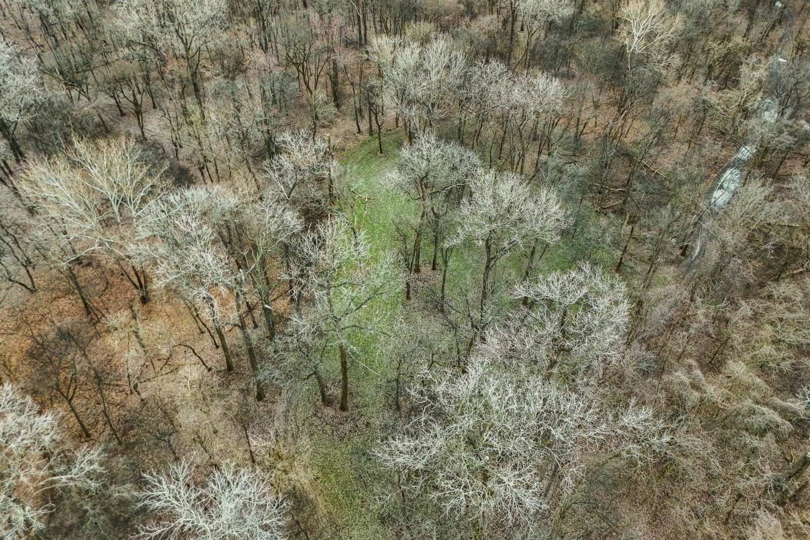 aerial view of trees