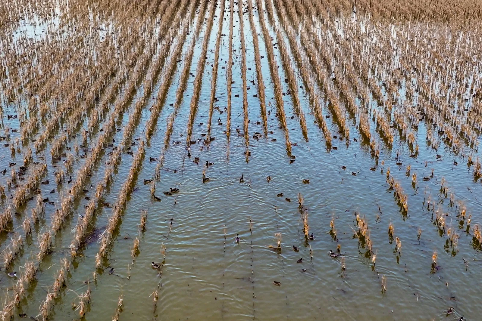 waterlogged field