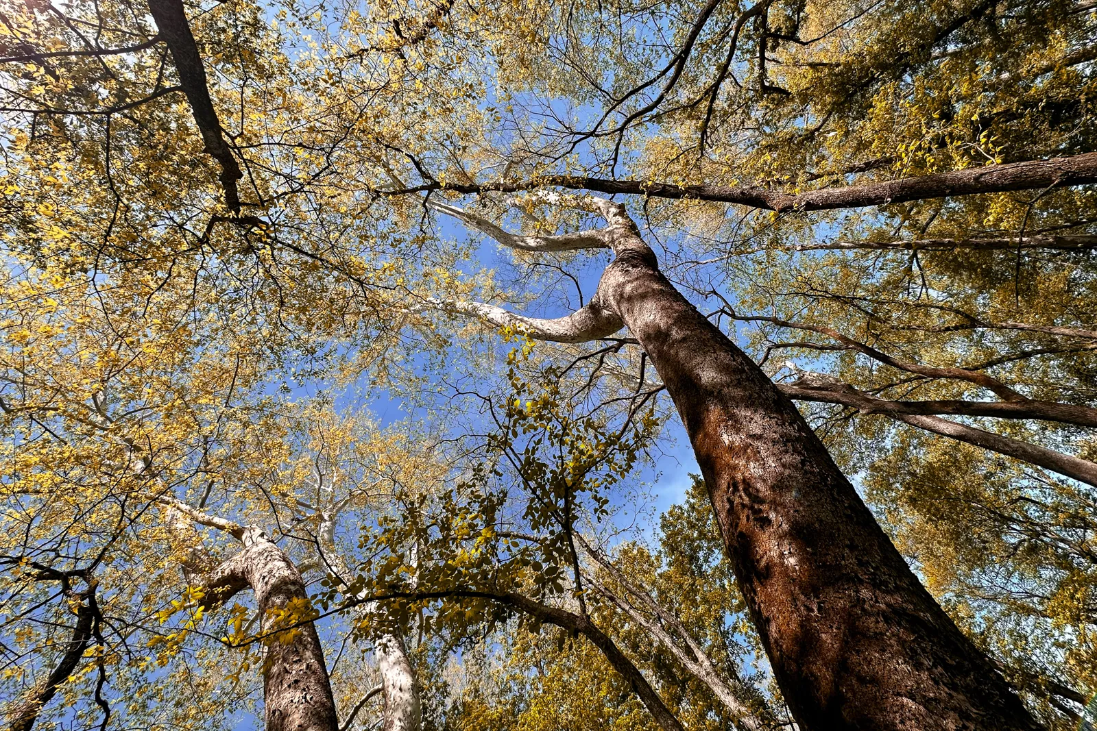 trees