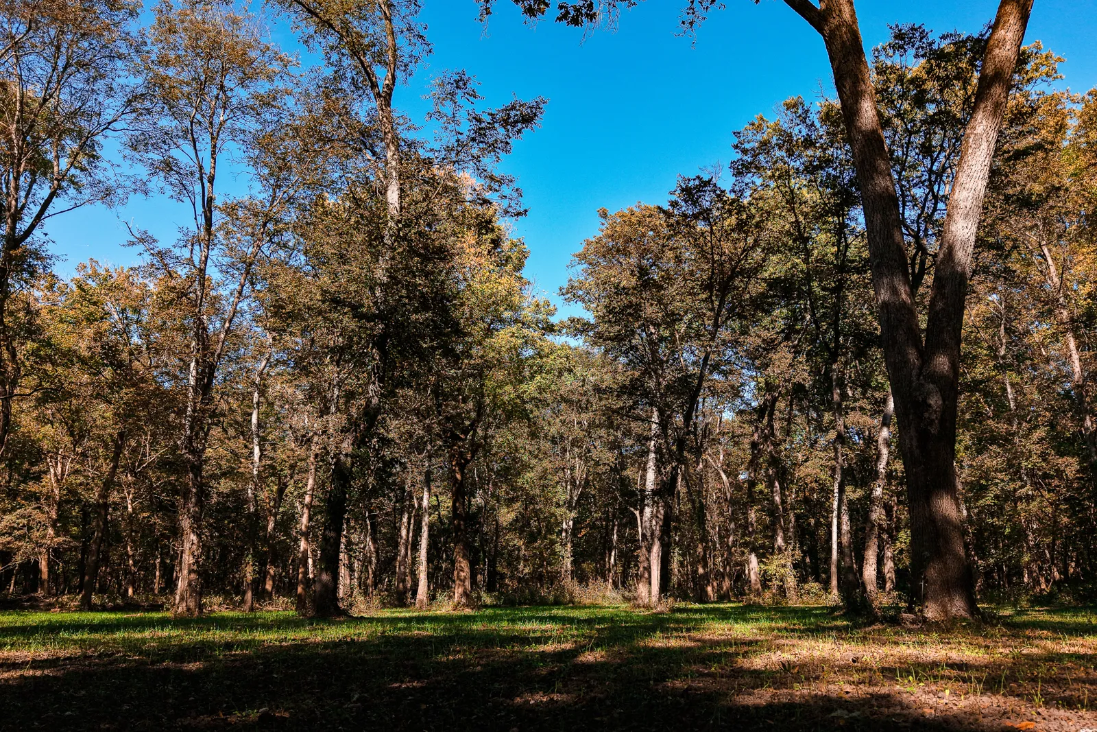 trees on Island 35