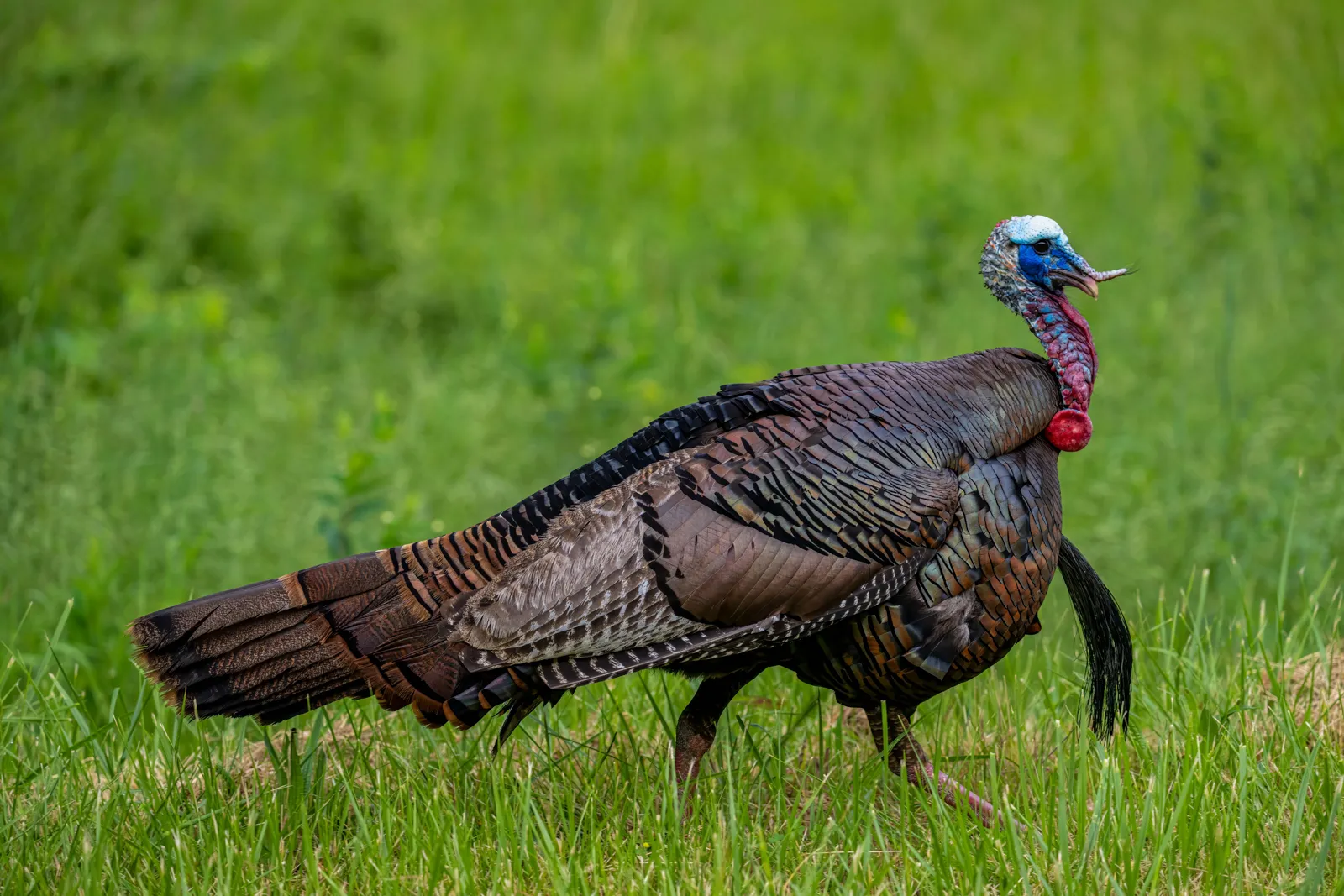 turkey