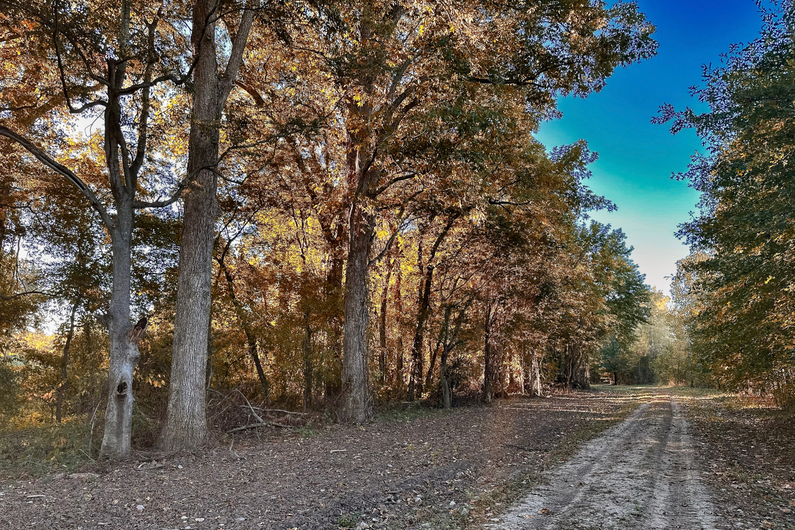trees lining the road