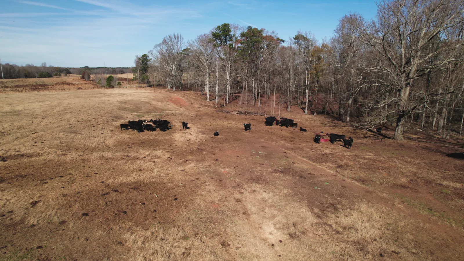 cattle on land in Georgia for sale