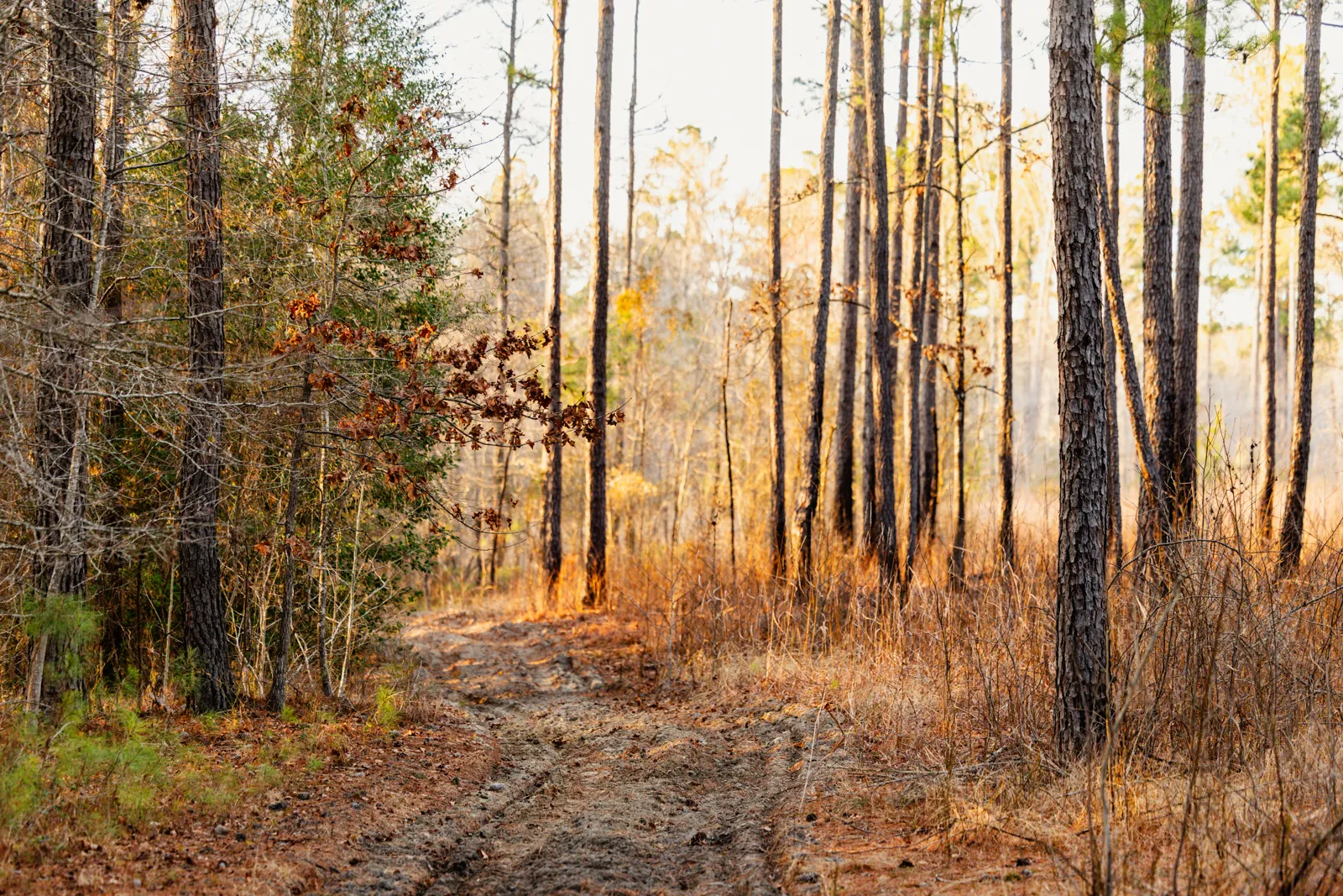 trail on farm in south carolina for sale