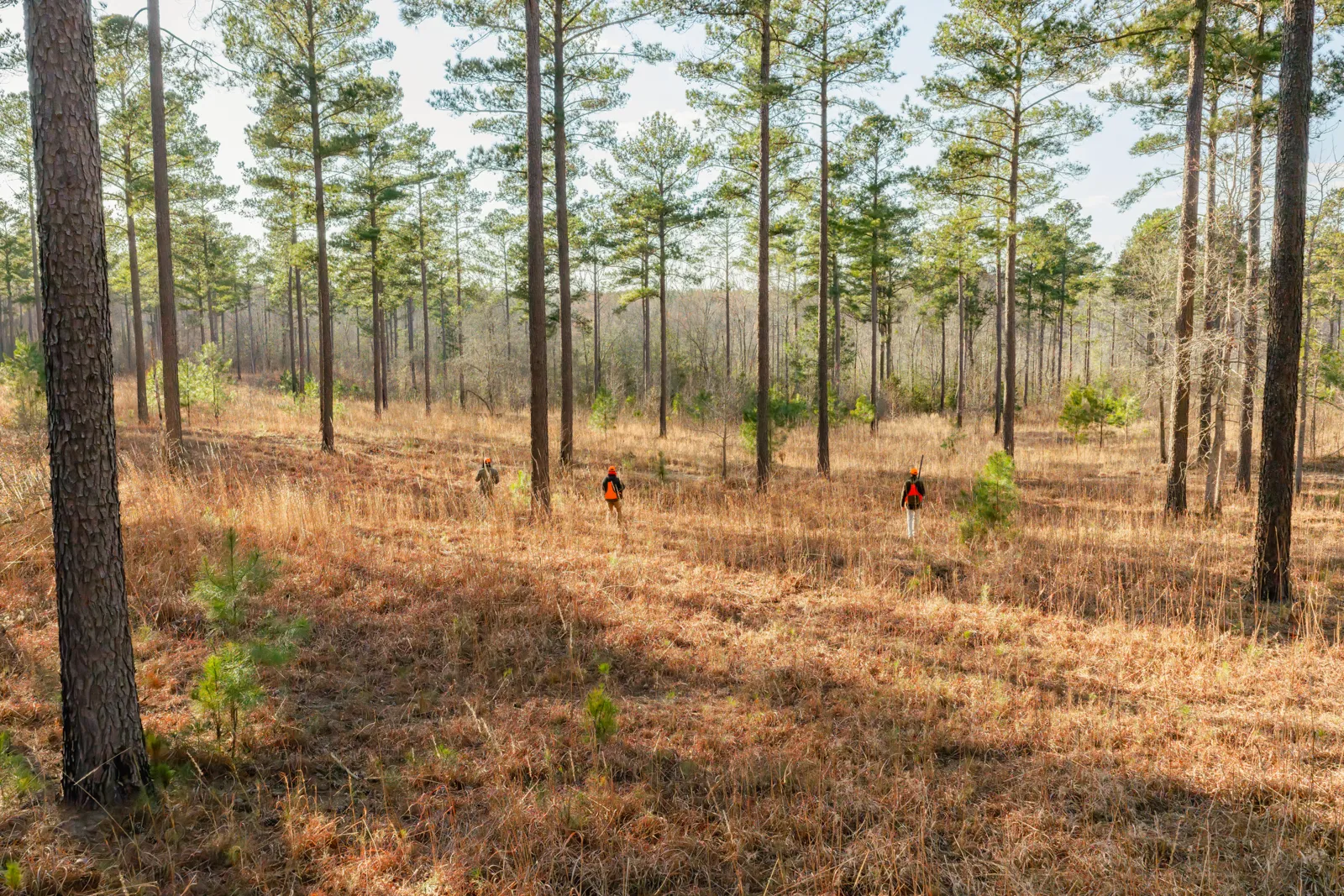 forest on farm in south carolina for sale
