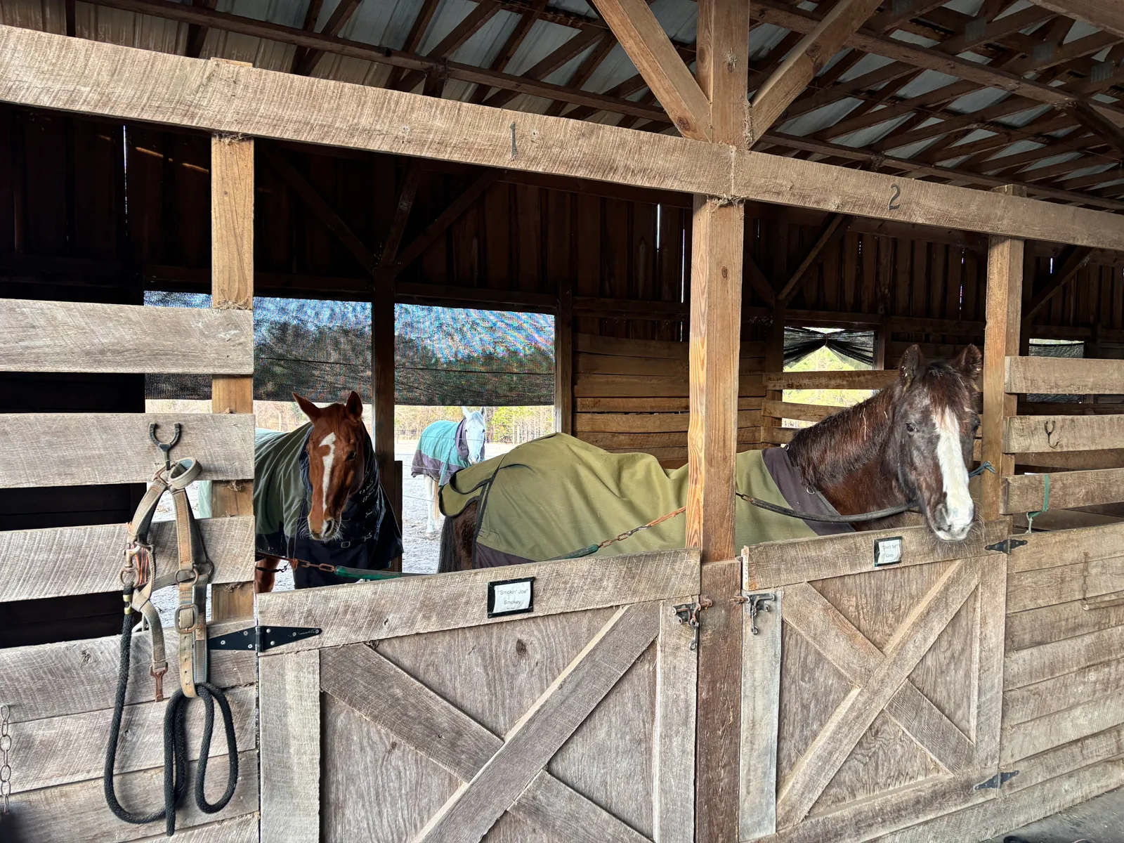 horses in stalls