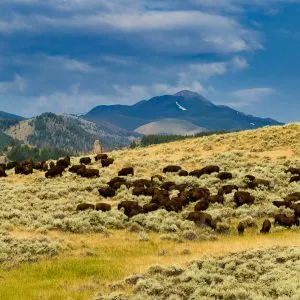 Bison operation on Antlers Ranch in Wyoming