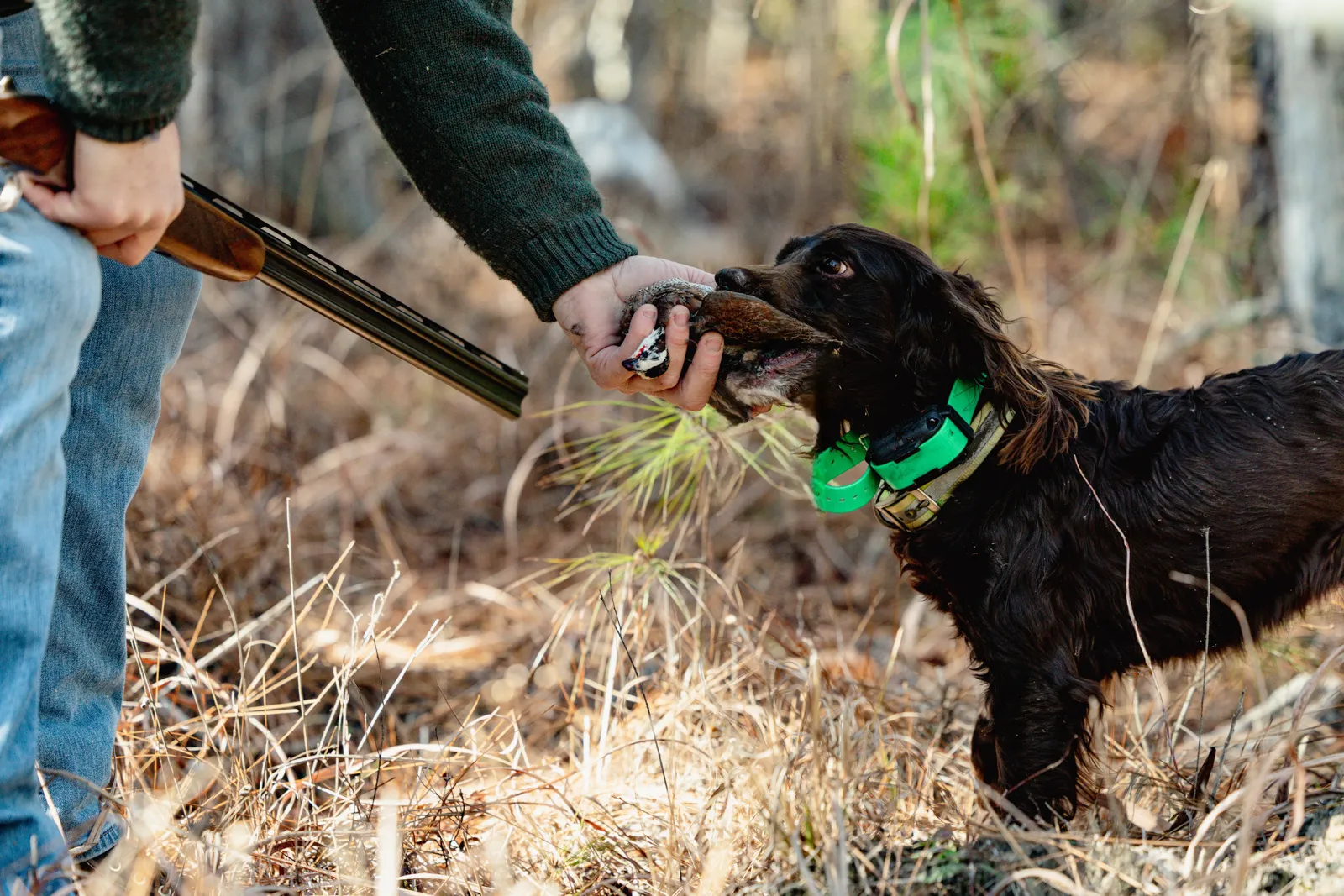 hunting dog with bird