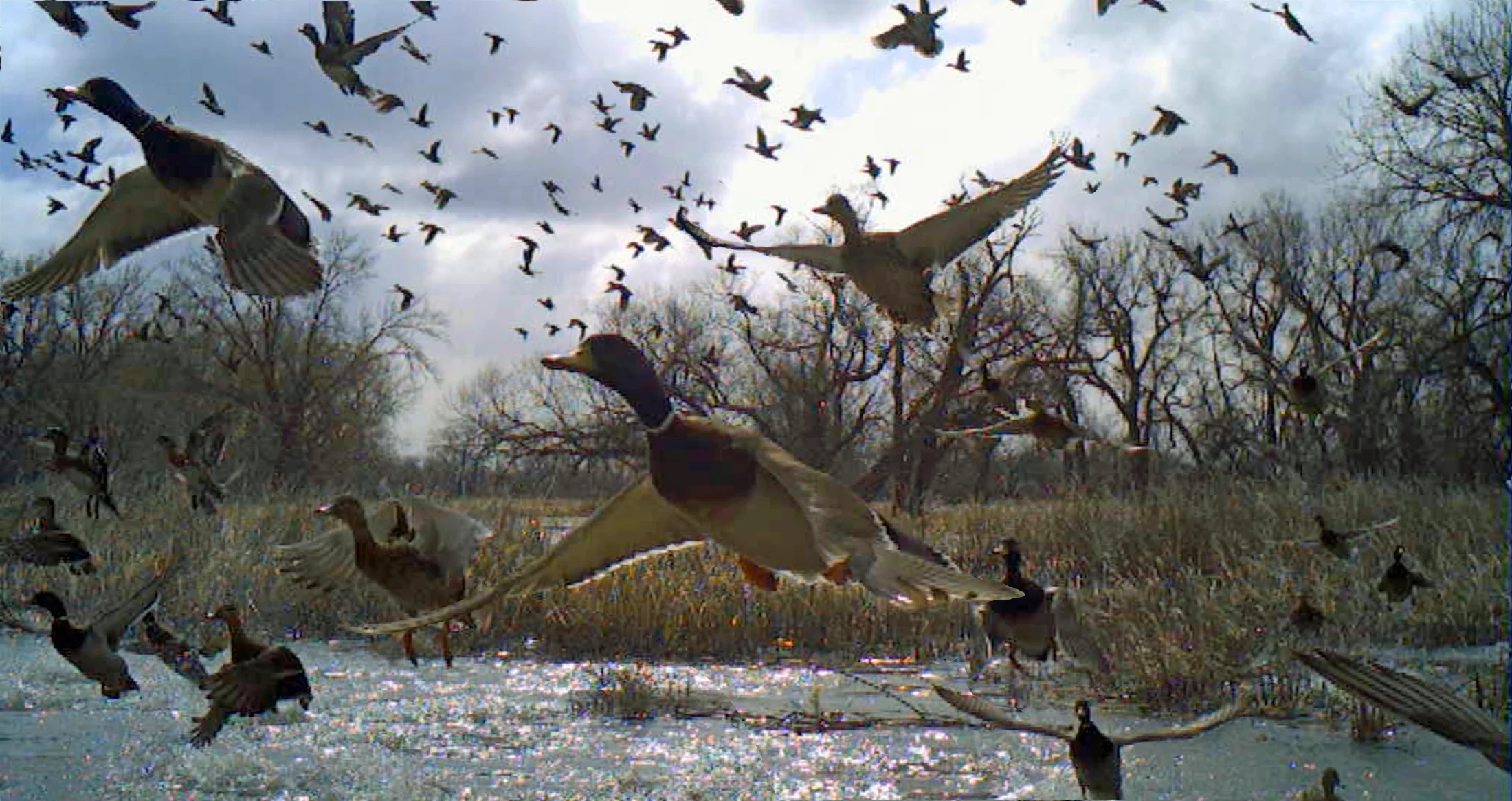 mallards on hunting ranch in Nebraska for sale