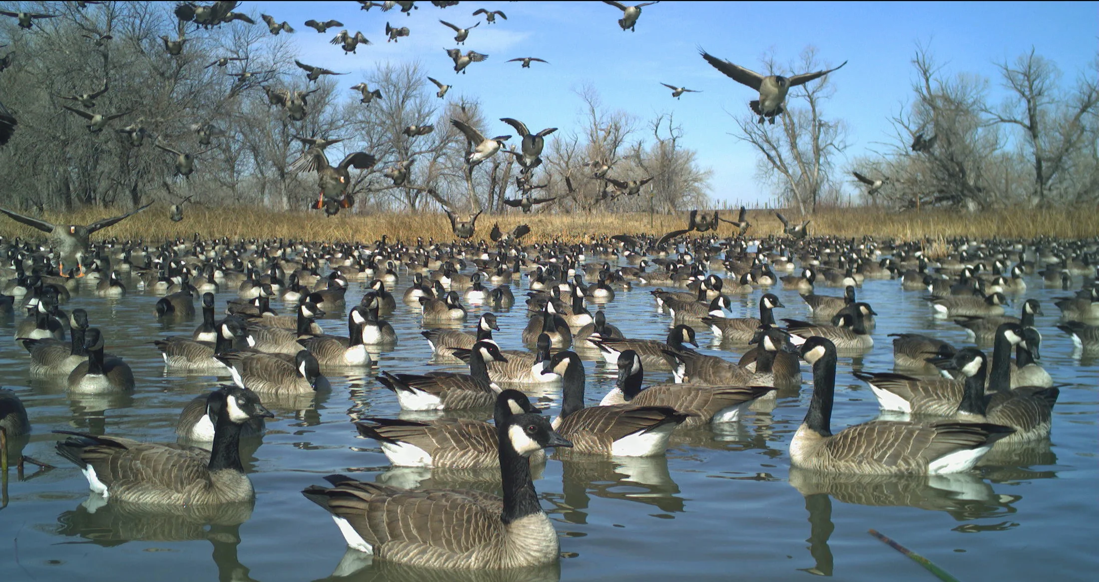 geese on Big Slough lake