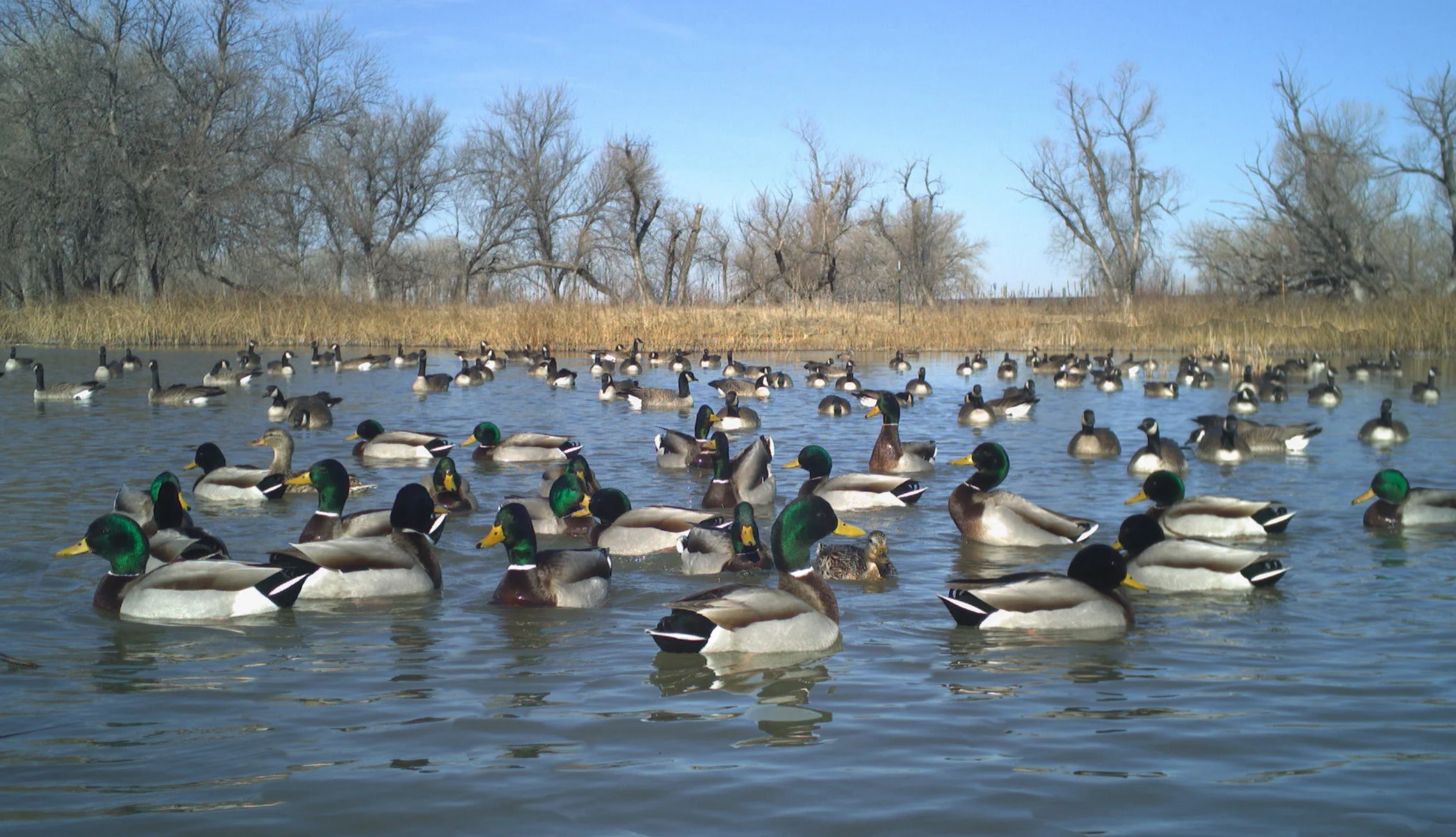 Mallards on the water