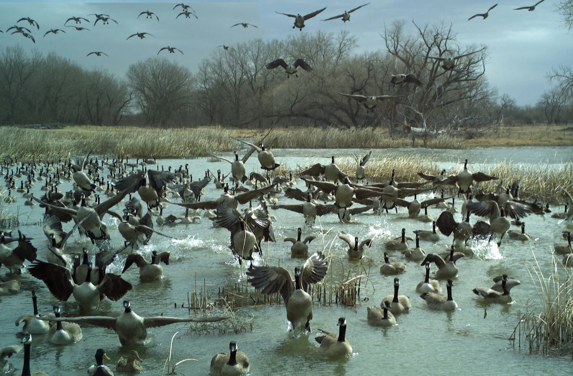 Geese swimming in the water