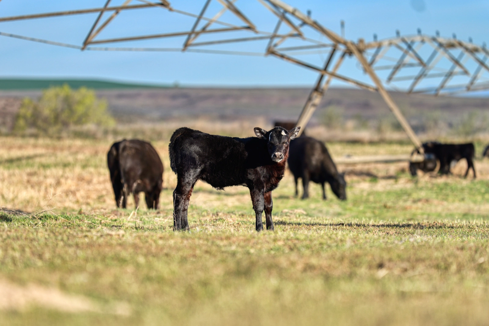 cattle on ranch for sale in idaho