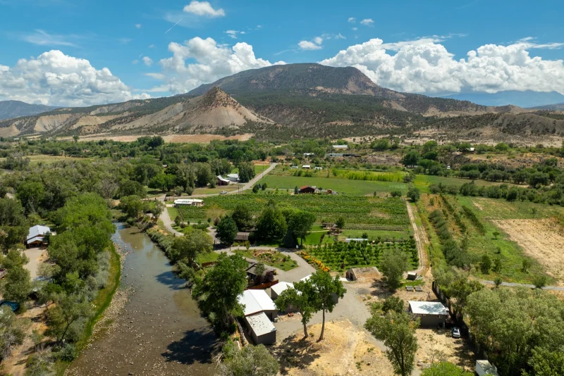 Painted Vineyard