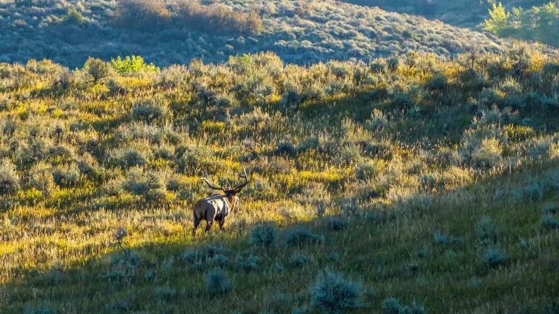 2026 Big Game Hunting Properties